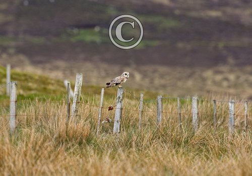 Short-eared Owl on a Post DM0917